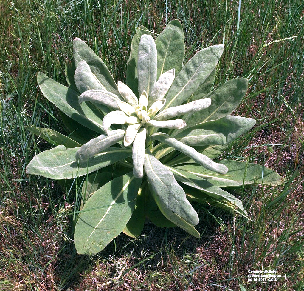 Discover the healing power of Mullein: A Natural Medicine for Respiratory Health and Healing