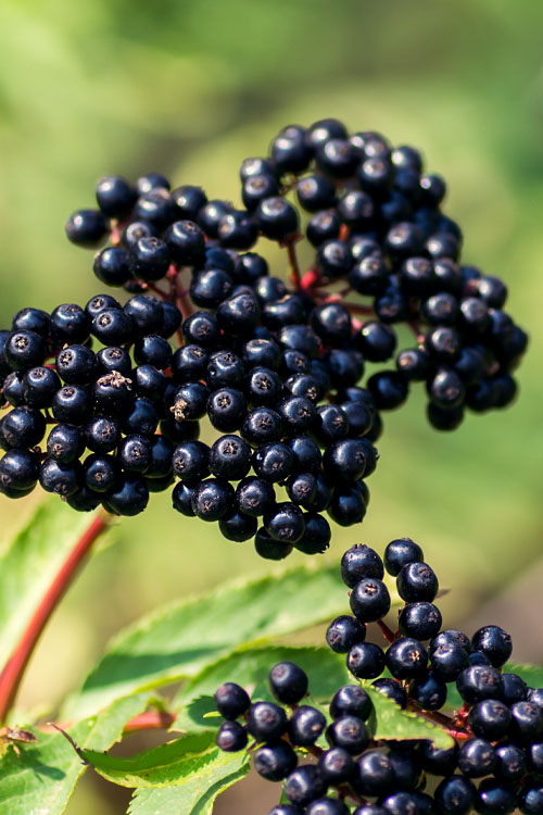 Unlock the Immune-Boosting Power of Elderberry:  A Natural Medicine for Immune Support and Cold and Flu Relief